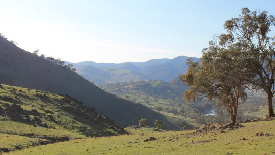 Rural landscape recovering after bushfires