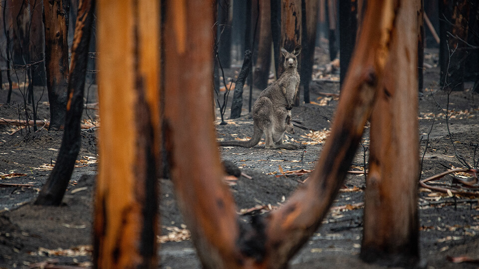 Kangaroo among burnt trees after the bushfires