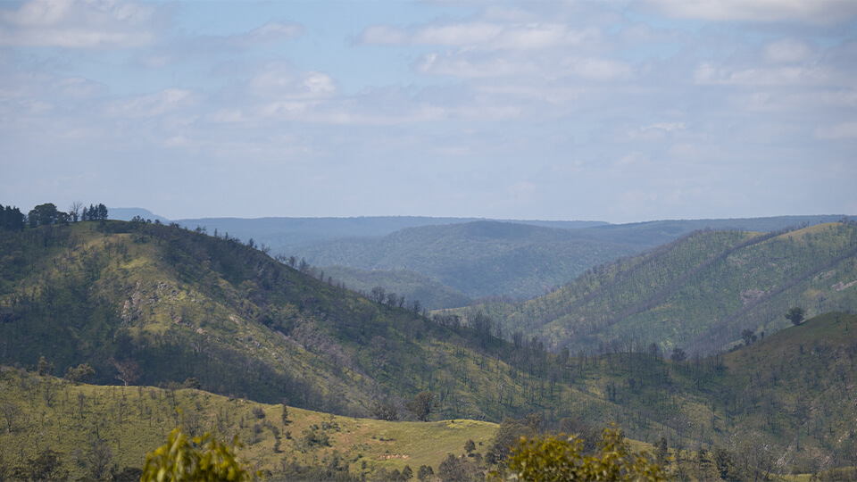 Landscape recovering after bushfires