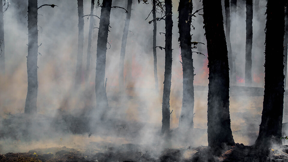 Smoke through burnt forest